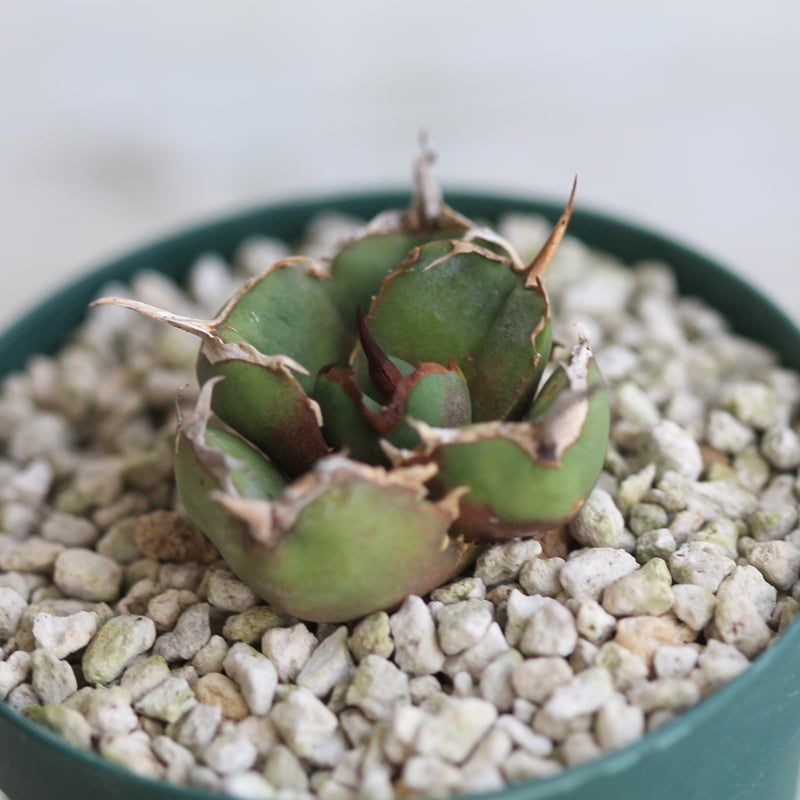 アガベ　インプレッサ　ドワーフクローン　コンパクタ アガベ インプレッサ ドワーフ クローン コンパクタ