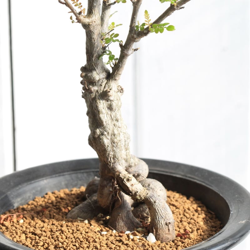 ※10月15日まで※オペルクリカリア　デカリー　大株 オペルクリカリア・デカリーの基本情報・育て方｜多肉植物