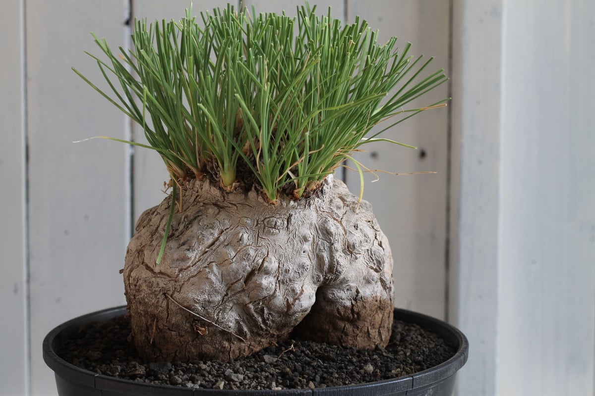 Calibanus fookeri カリバナス フーケリー | hanayoshi-botan