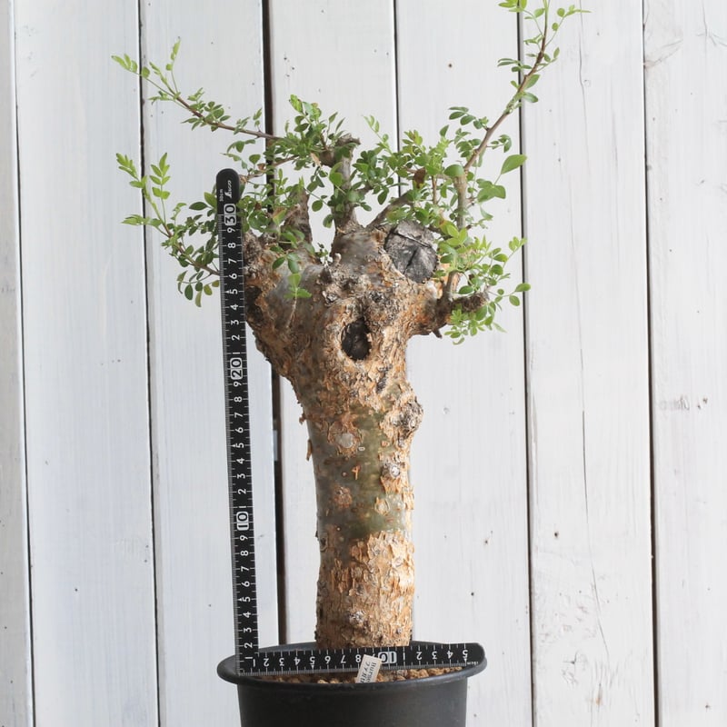 へー！ブルセラ　ファガロイデス　実生　3株せっト バッキバキになってきた実生のブルセラ・ファガロイデスさん