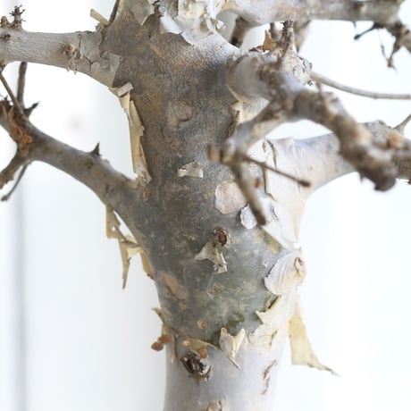 Comiphora holtziana  ホルトジアナ