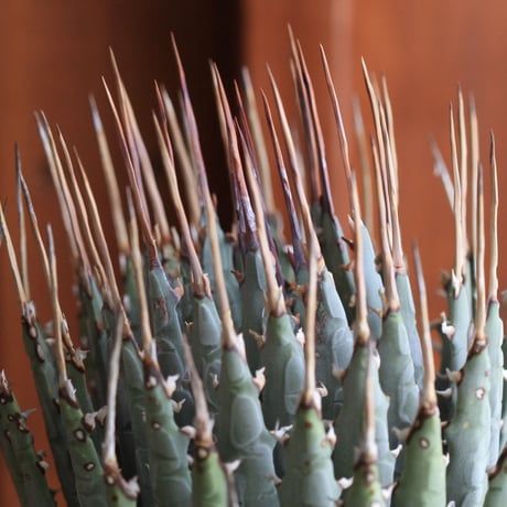 Agave　ユタエンシス　エボリスピナ