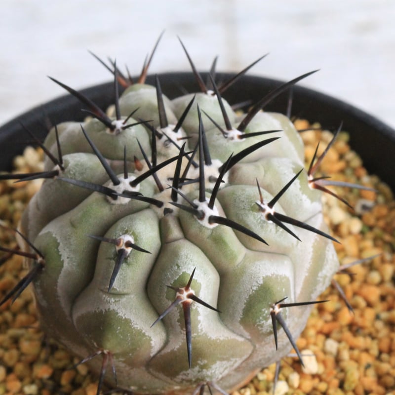 コピアポア シネレア 黒王丸 実生③ | hanayoshi-botanical 