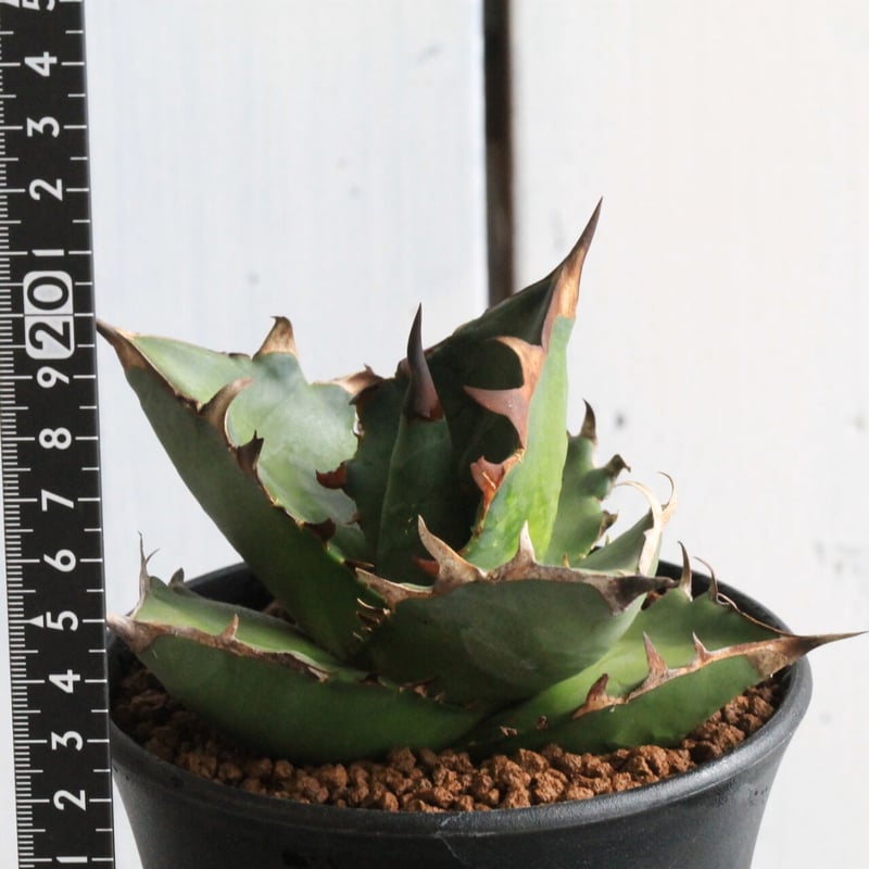 アガベ チタノタ FO76 特チェーンタイプ | hanayoshi-botanical