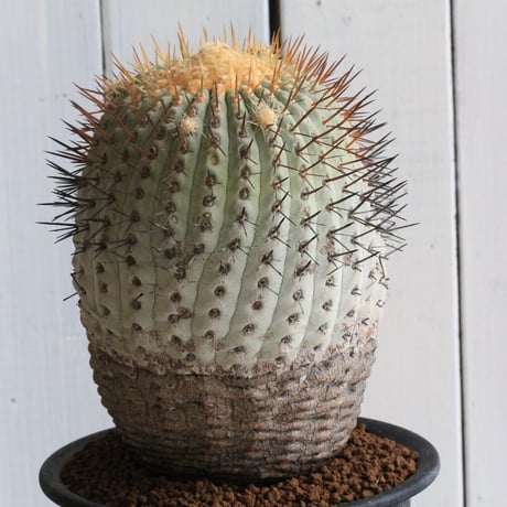 コピアポア　コルムナ・アルバ（現地球）
