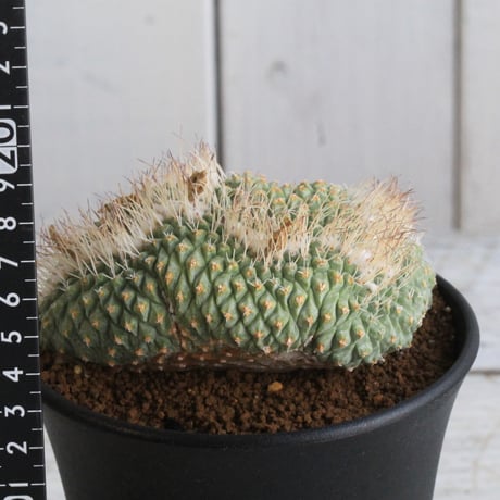 ストロンボカクタス　菊水綴化