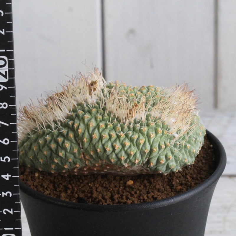 ストロンボカクタス 菊水綴化 | hanayoshi-botanical