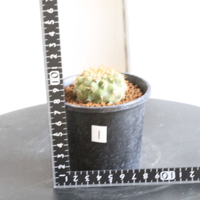 コピアポア コルムナ アルバ（実生） | hanayoshi-botanical