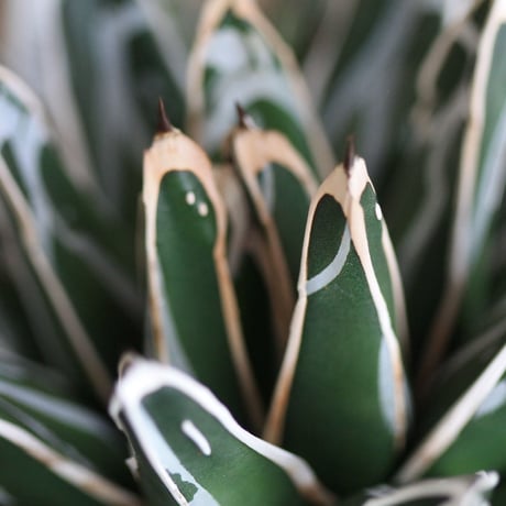 agave victoriae-reginae 姫笹の雪