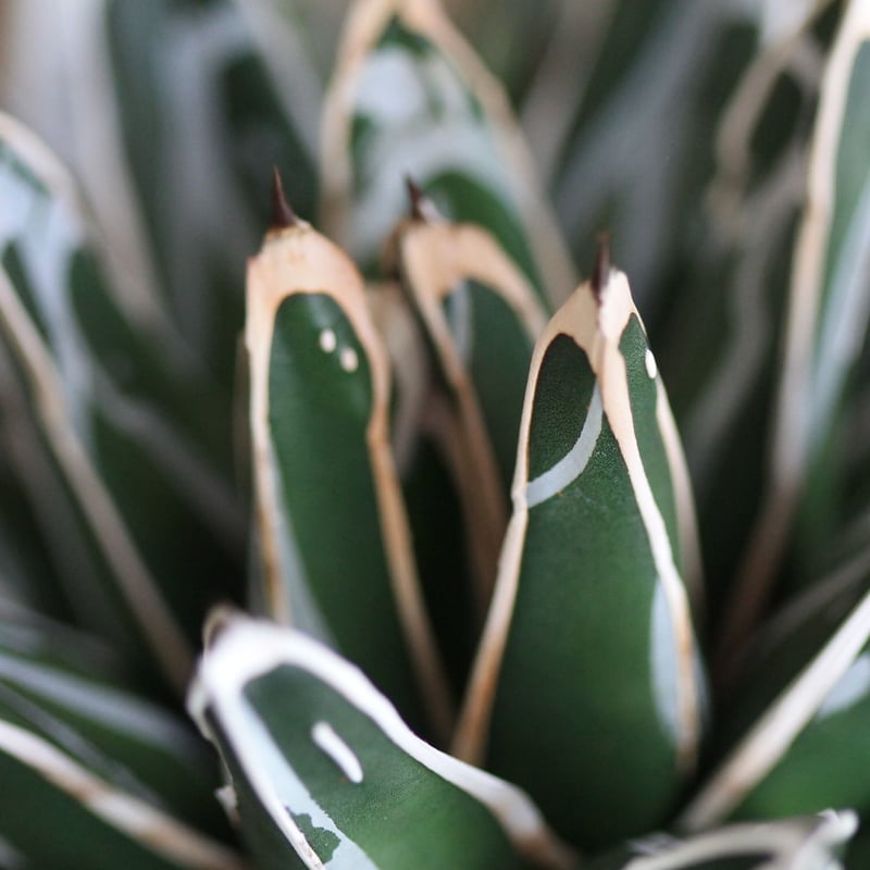agave victoriae-reginae 姫笹の雪 | hanayoshi-botanical