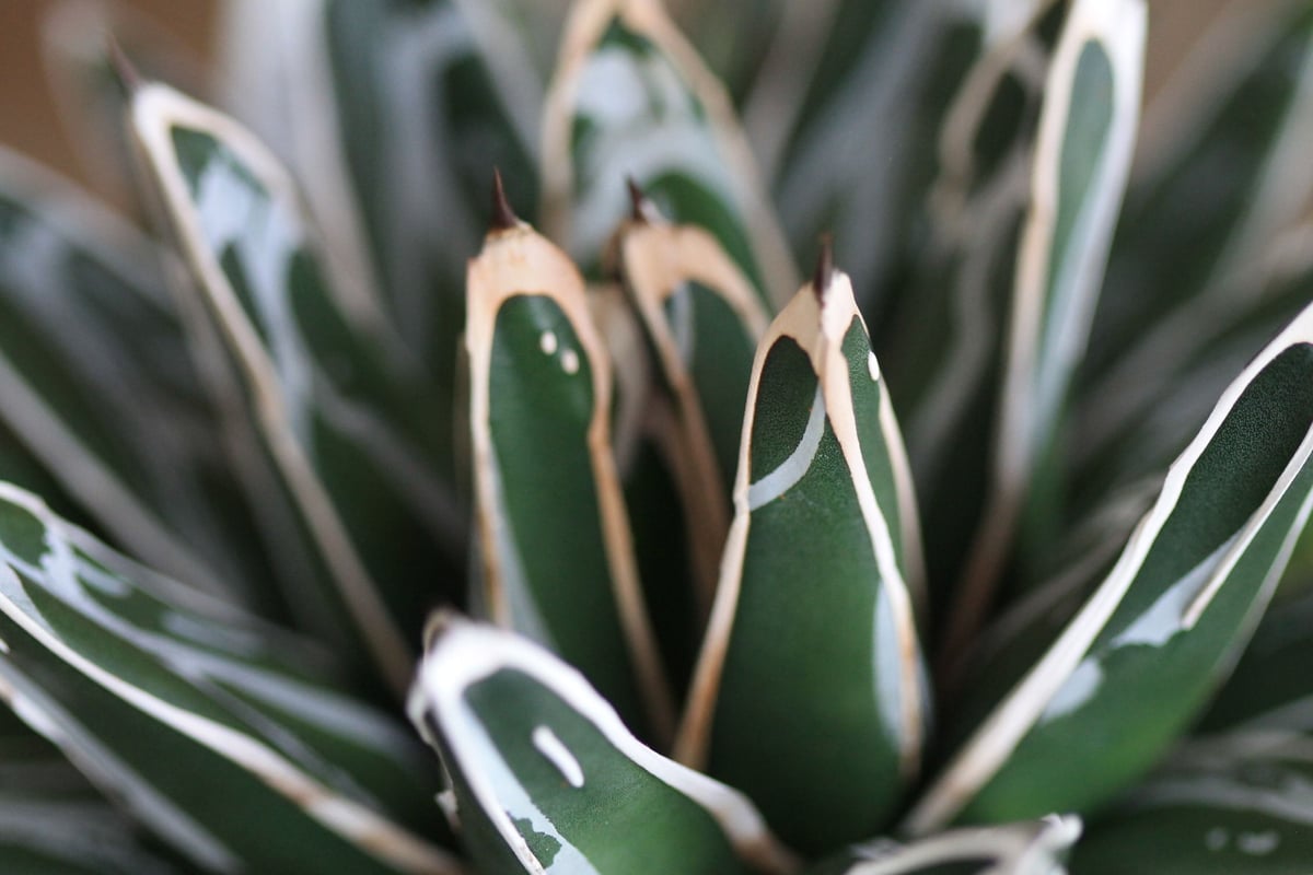 agave victoriae-reginae 姫笹の雪 | hanayoshi-botanical agave victoriae-reginae 姫笹の雪 | hanayoshi-botanical