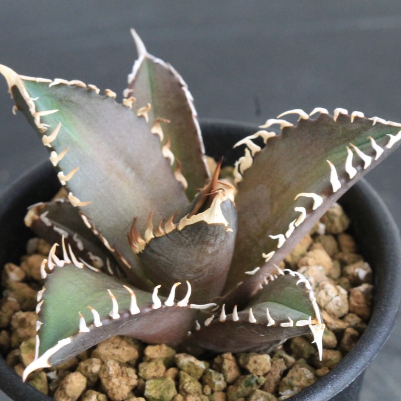 アガベ チタノタ レッドキャットウィーズル 赤猫 | hanayoshi