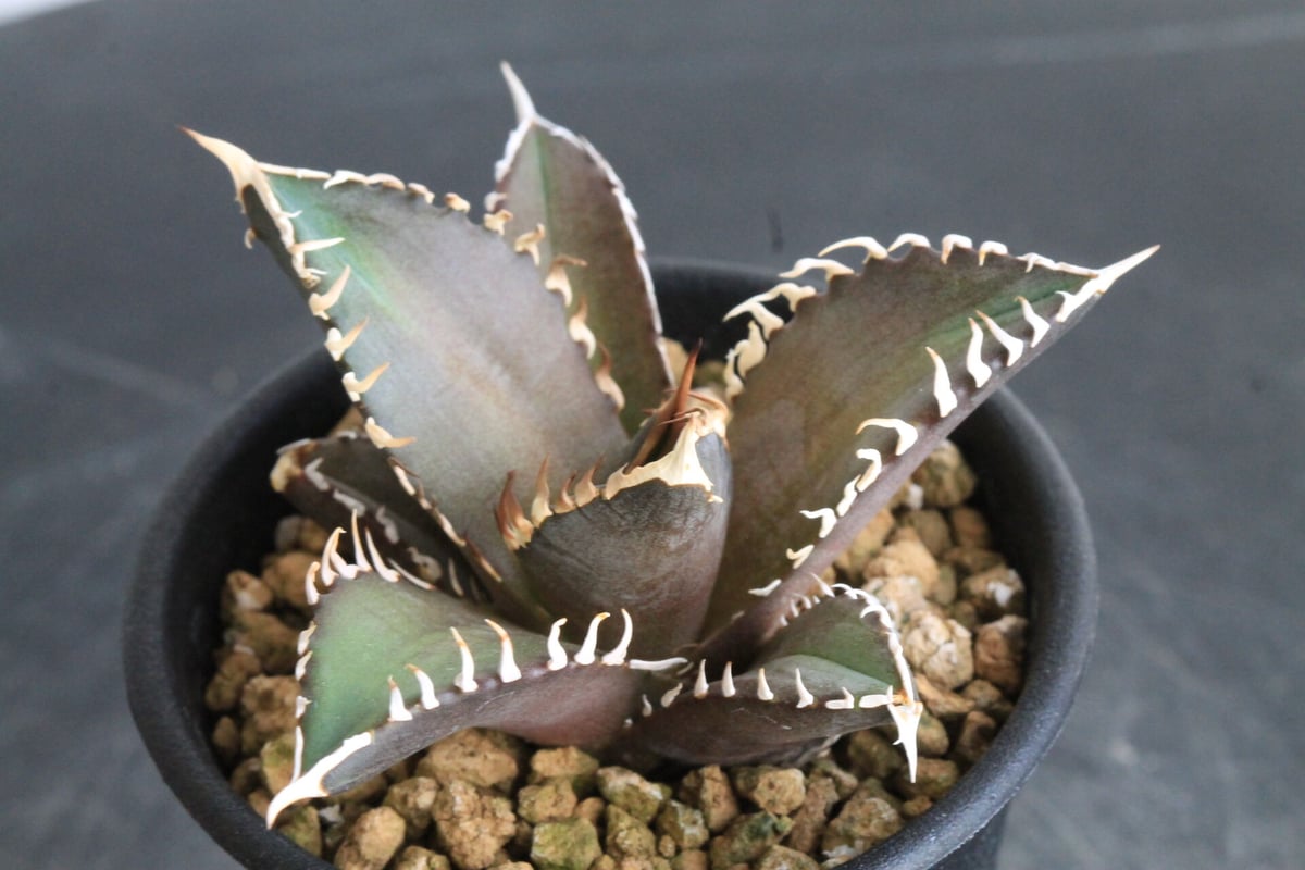 赤猫　レッドキャットウィーズル　アガベ　チタノタ　斑入り　希少 アガベ チタノタ レッドキャットウィーズル 赤猫 | hanayoshi