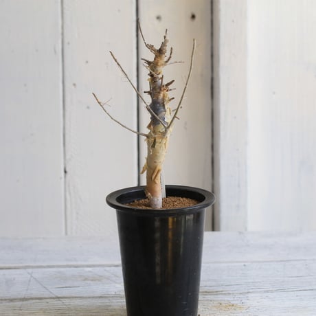Commiphora holtziana　ホルトジアナ