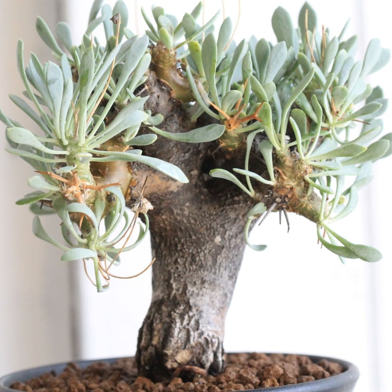 オトンナ ユーフォルビオイデス（変種） | hanayoshi-botanical