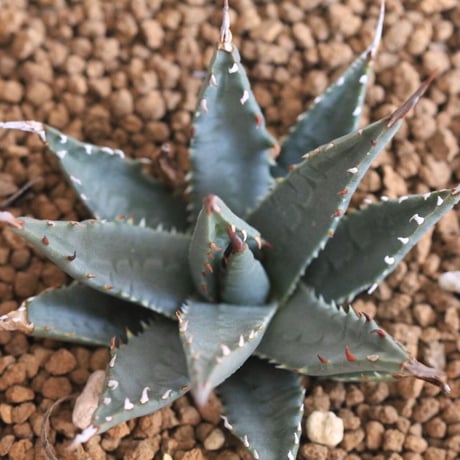 Agave utahensis eborispina　ユタエンシス　エボリスピナ