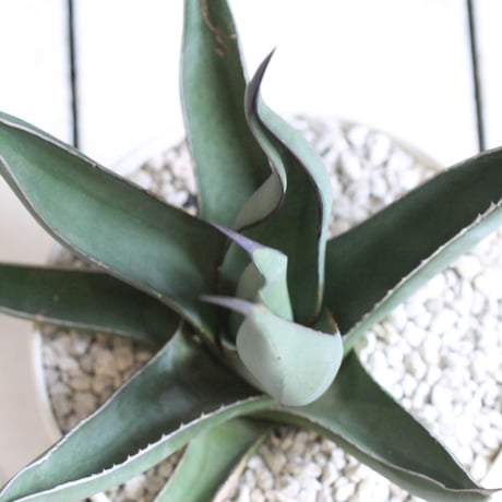 Agave シャークスキン