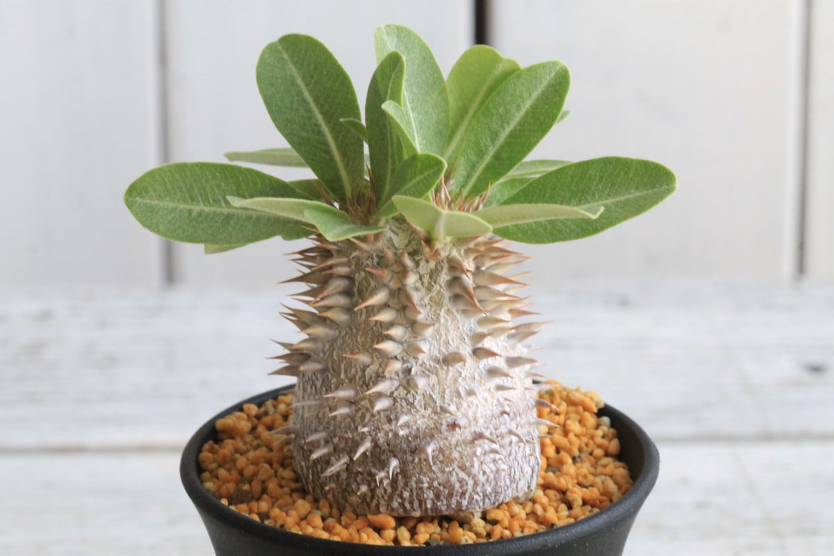 パキポディウム デンシカウレ 恵比寿大黒④ | hanayoshi-botanical