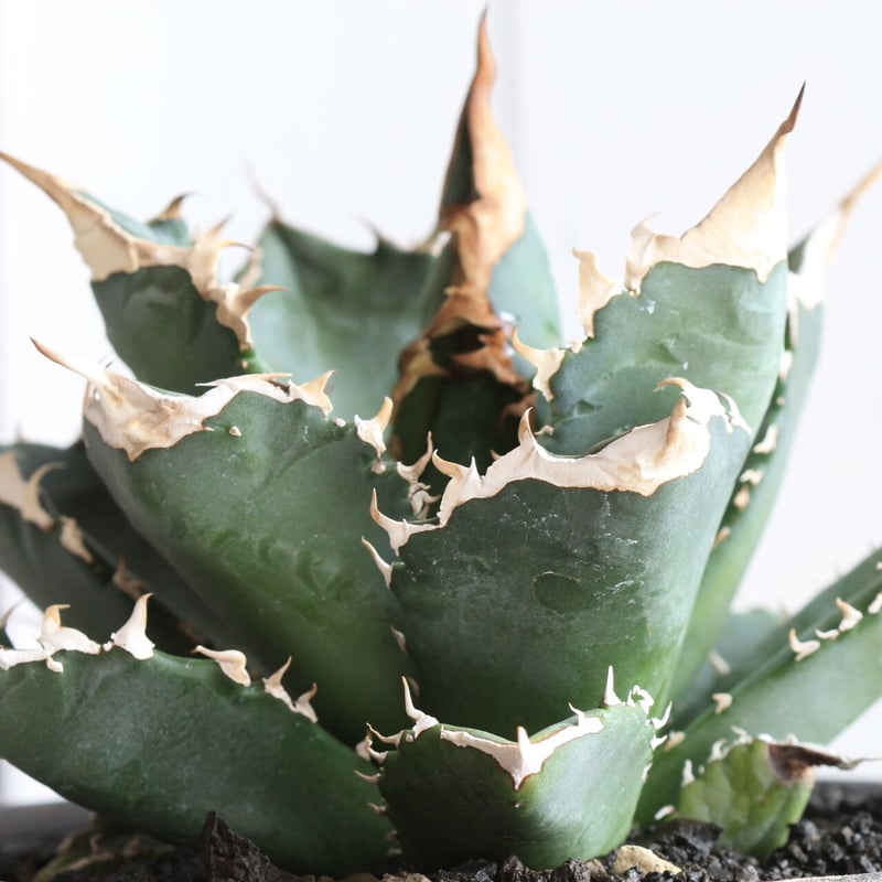 【美株】アガベ　チタノタ　ボール株　発根済み株株 美株】アガベ チタノタ ボール株 発根済み株株 Yahoo