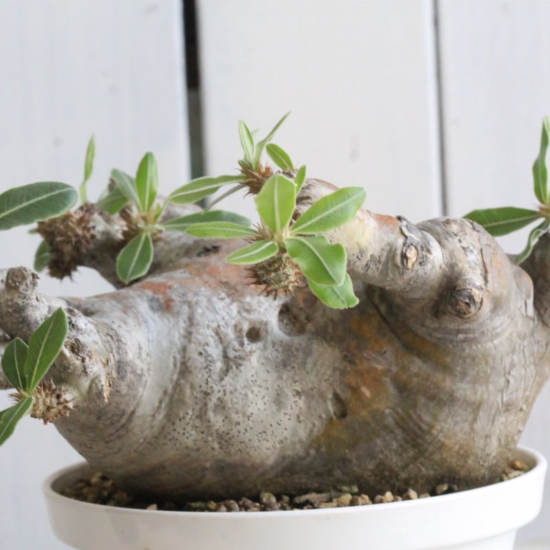 マカイエンセ パキポディウム 現地球 パキポディウム マカイエンセ 現地球〈魔界玉〉 | N collect plants