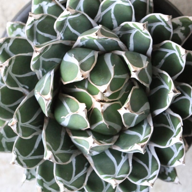 アガベ 笹の雪 コンパクタ | hanayoshi-botanical