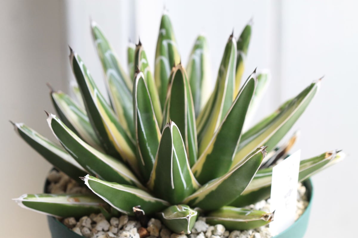 アガベ笹の雪新雪山(ロッキー)中株コレクション個体チタノタ アガベ ロッキー雪山 | hanayoshi-botanical