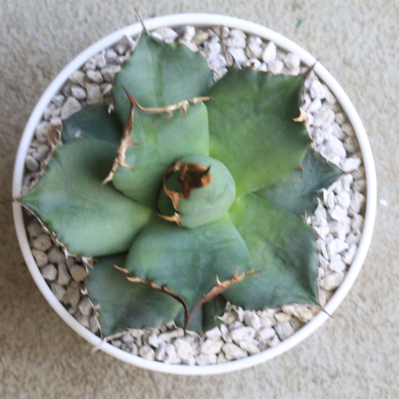 アガベ　一本刺 アガベ・一本刺｜（芽）-001｜ agave isthmensis inermis | Plu