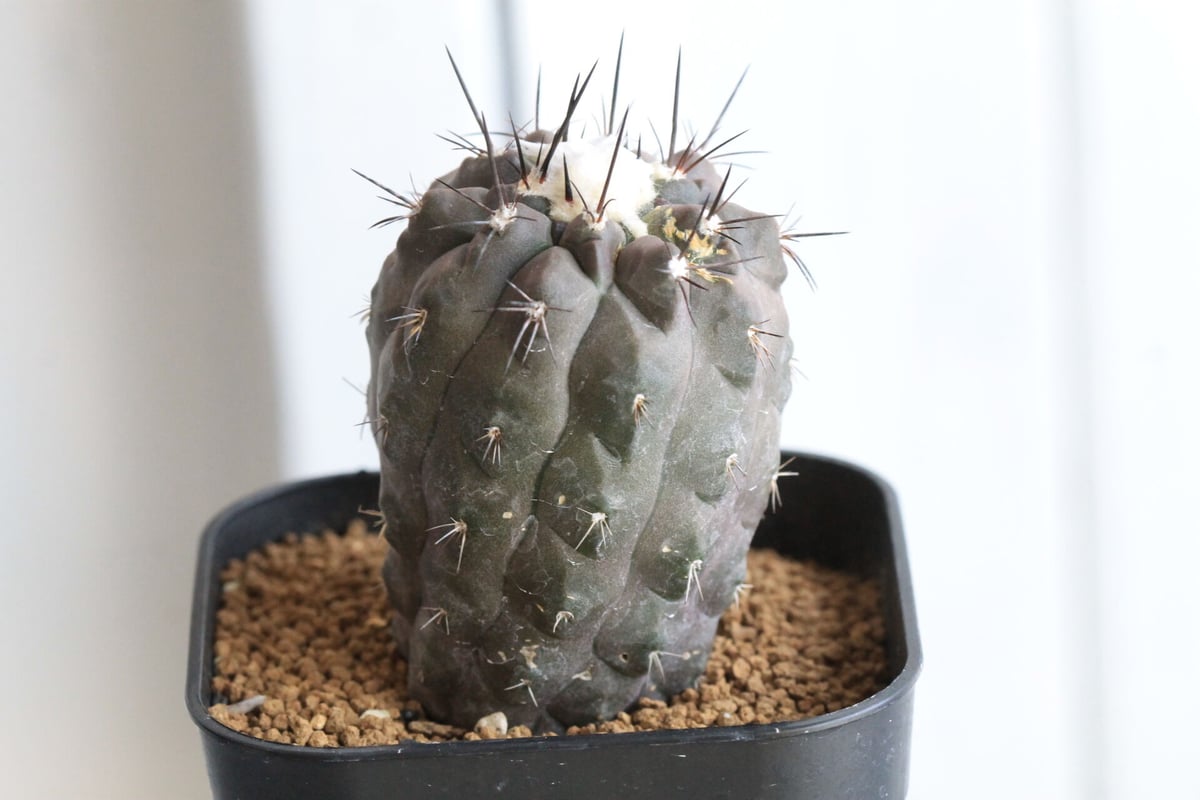 Copiapoa アルティコスタータ　実生株 Copiapoa アルティコスタータ 実生株