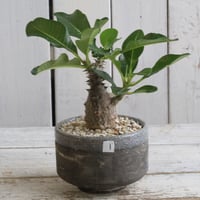 パキポディウム　タッキー大黒　タキ大　タッキー × 恵比寿大黒　大株 パキポディウム 恵比寿大黒×タッキー【002】 | PROTOLEAF プロト