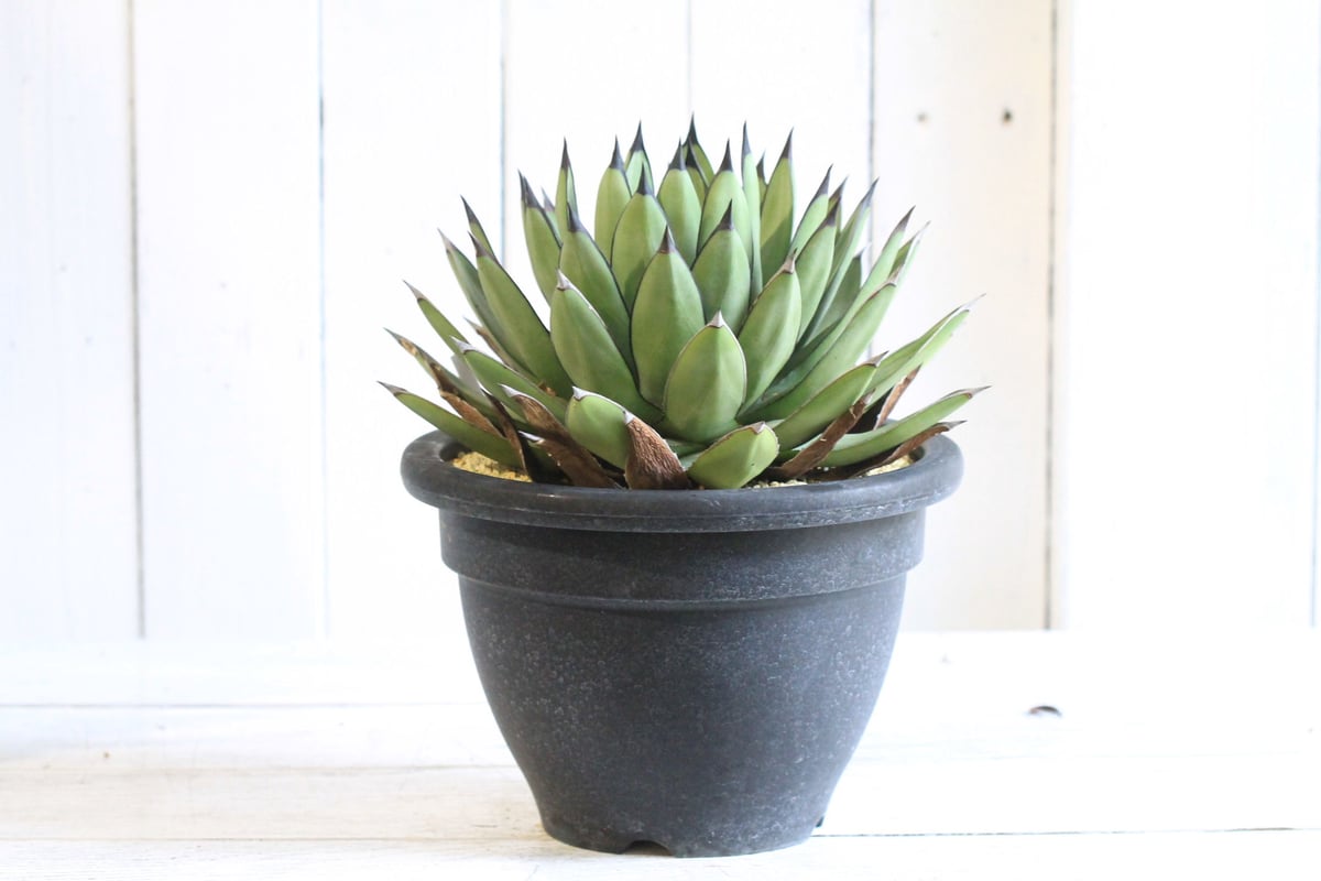 Agave schidigera 'Royal Flush' 17 フラワー・ガーデニング Agave