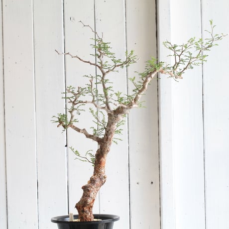 Commiphora　モンストローサ