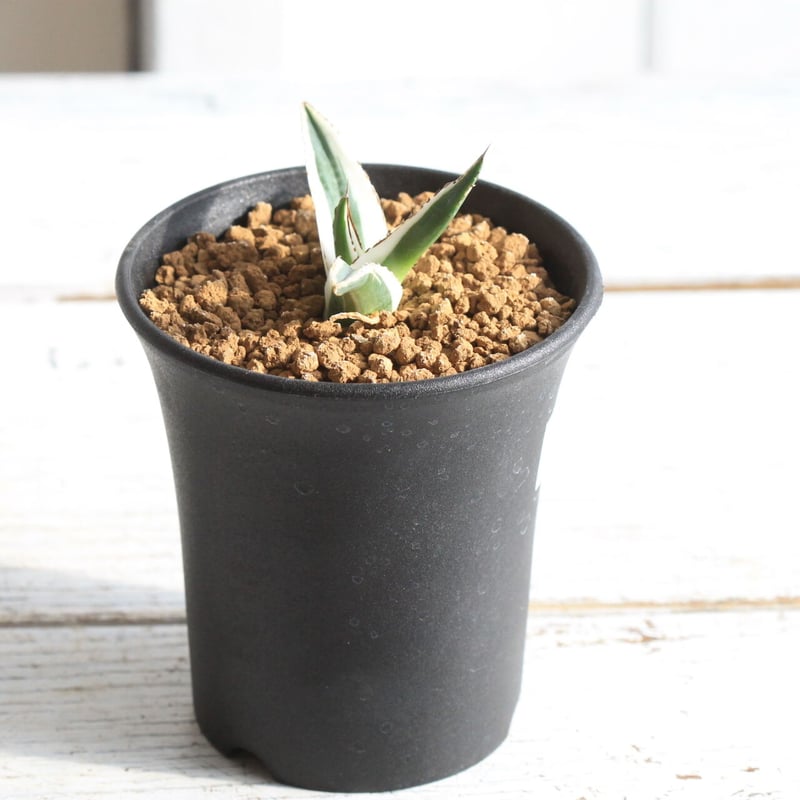 アガベ 氷山 アガベ 氷山 Agave victoriae reginae 'Hyouzan' #カクタスニシ