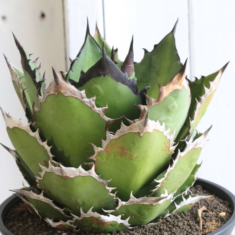 アガベ チタノタ ブラックファイヤー 黒火焰 | hanayoshi-botanical