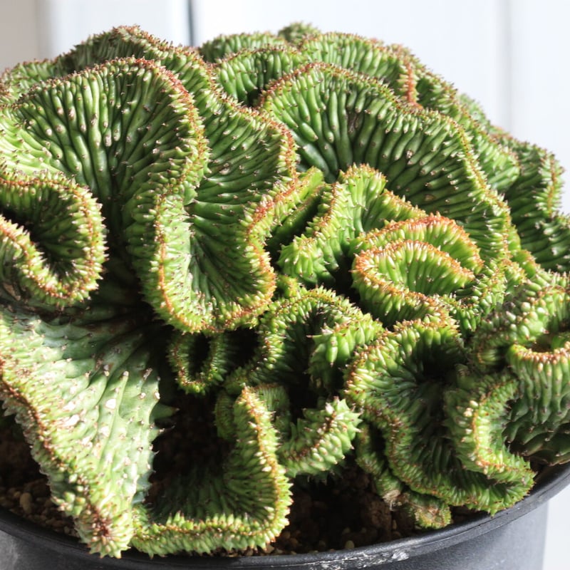 お取り置き商品 ユーフォルビア ホリダ スーパーホリダ 純血統 No.027 ユーフォルビア ホリダ / Euphorbia Horrida | NoBird