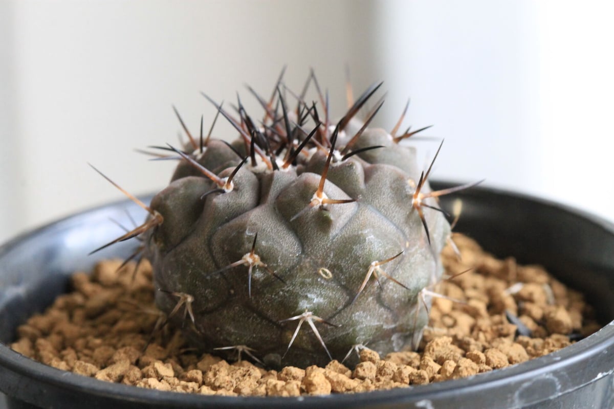 アリオカルプス連山錦実生斑入りプラ鉢検）ゴジラ黒王丸コピアポア