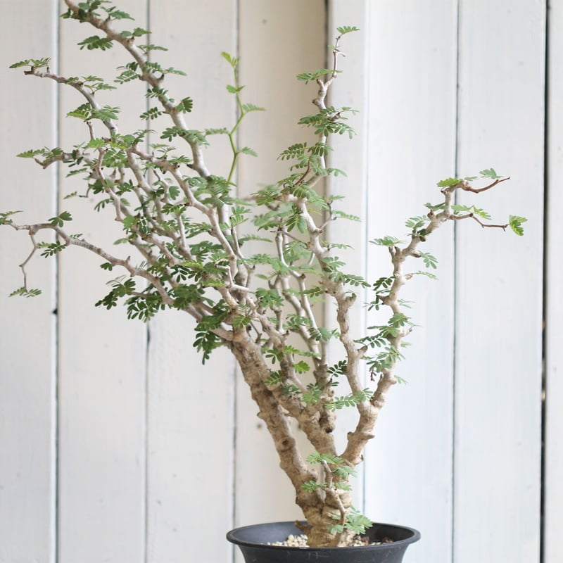 センナメリディオナリス センナ メリディオナリス | STELLA.PLANTS