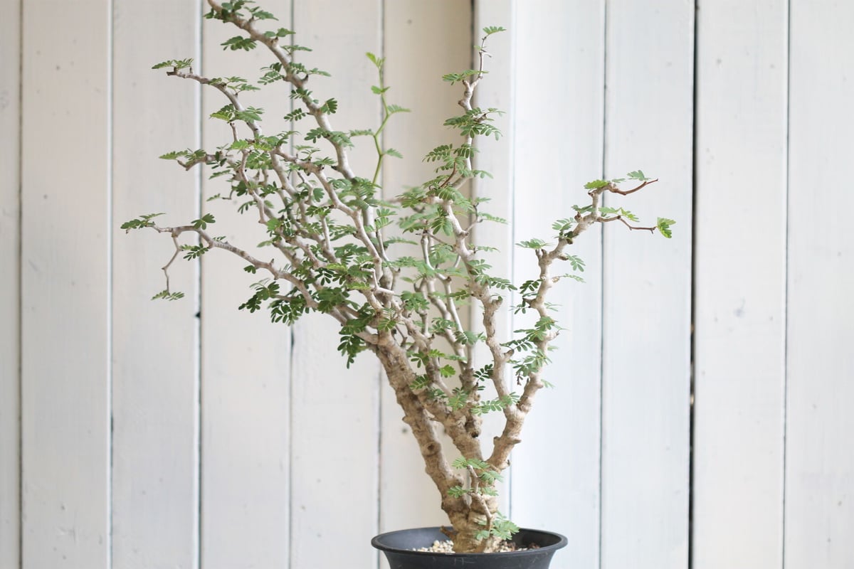 センナ メリディオナリス | hanayoshi-botanical