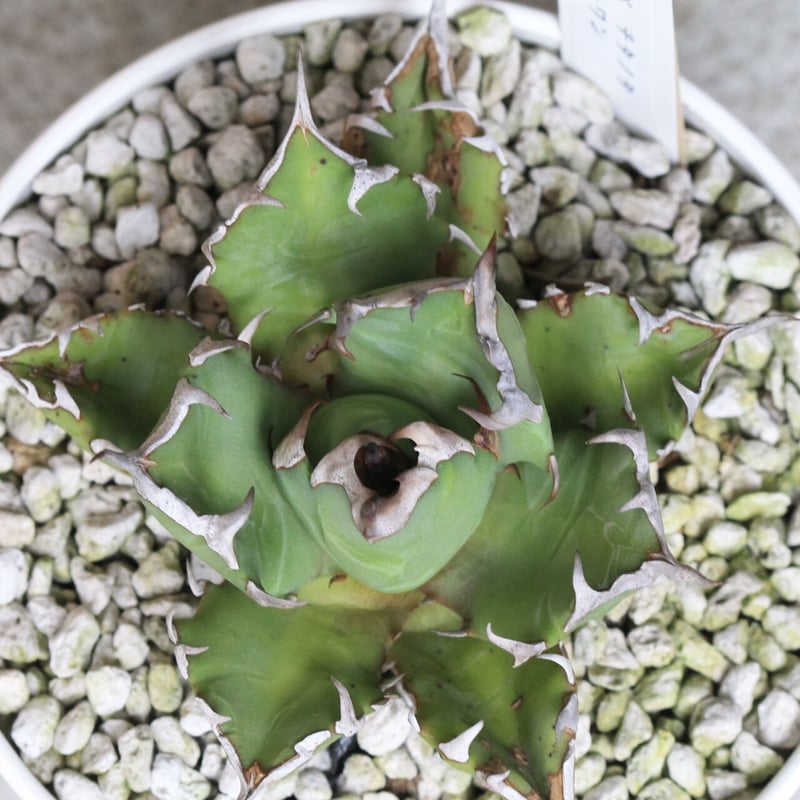 アガベ チタノタ NO.1 | hanayoshi-botanical