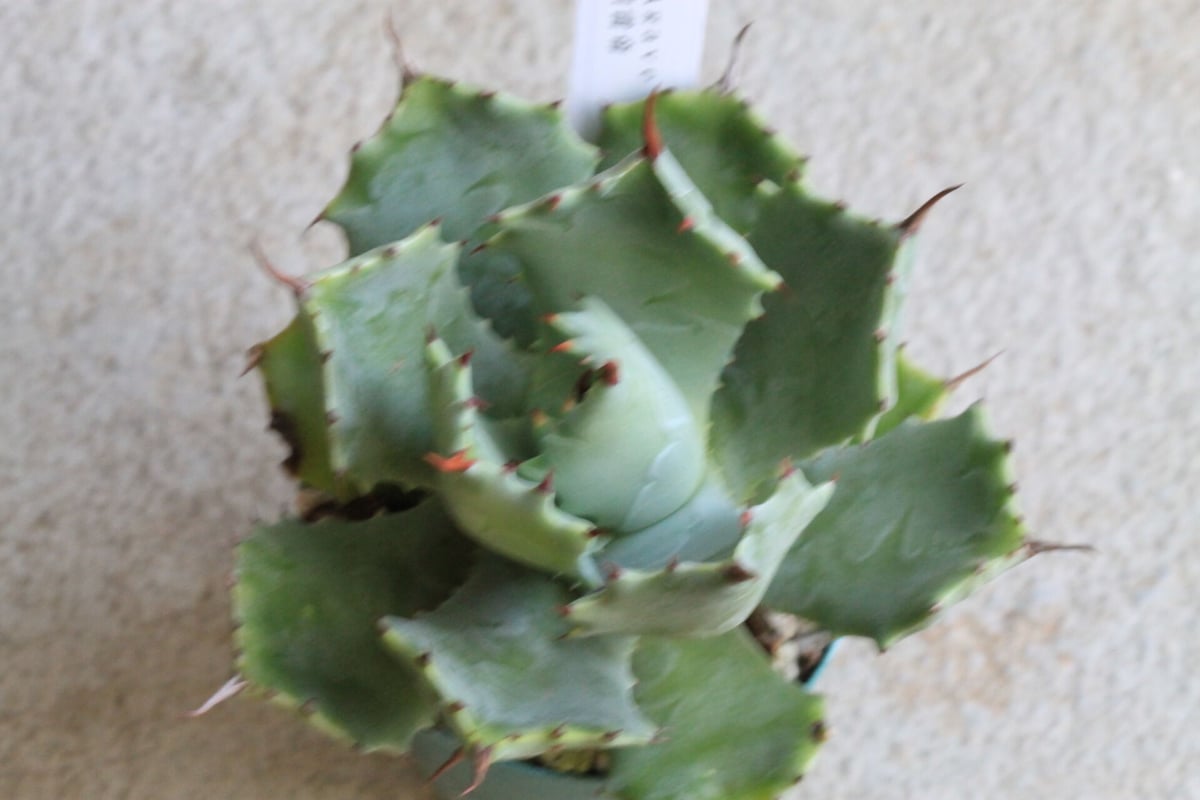 fit=scale-down,w=1200