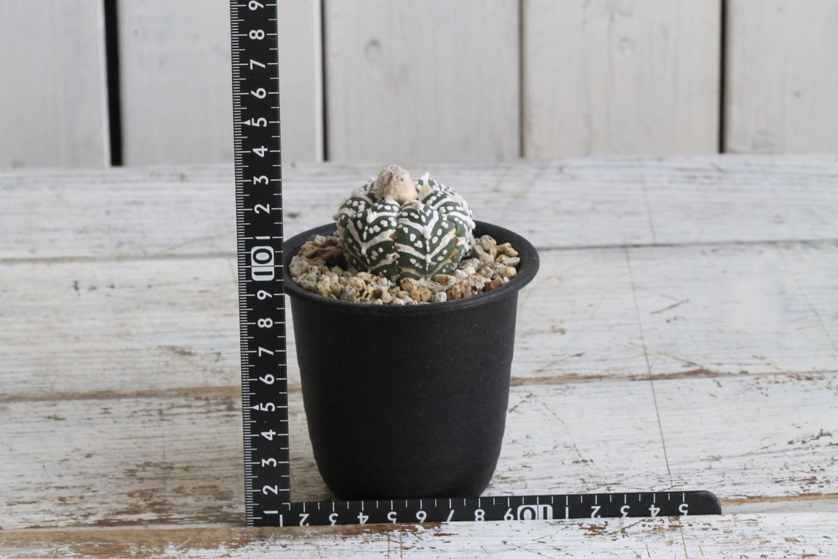 アストロフィツム スーパー兜（アロー） | hanayoshi-botanical