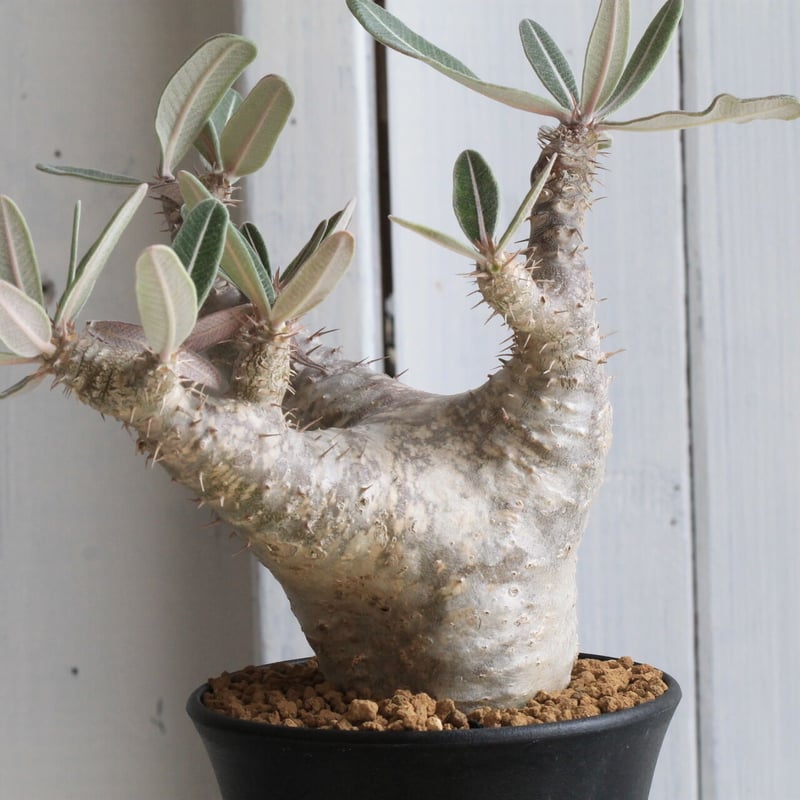 パキポディウム カクチペス | hanayoshi-botanical