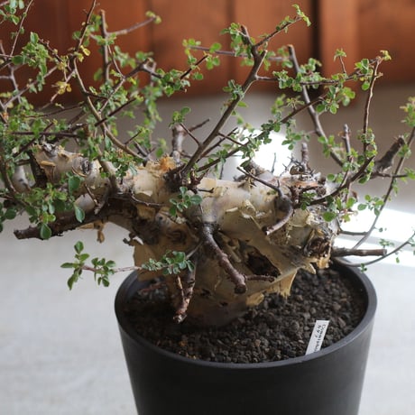 Commiphora　kataf 　コミフォラ　カタフ