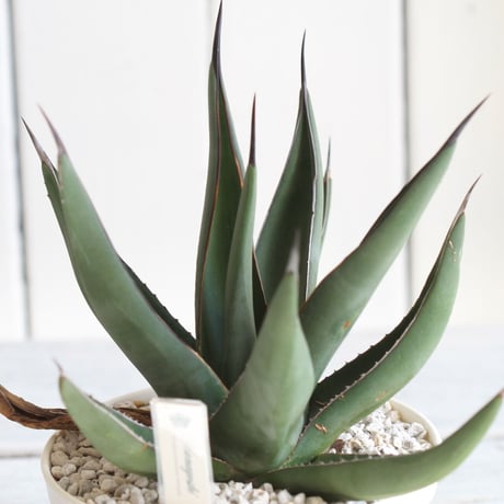 Agave　シャークスキン