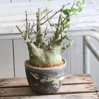 フォークイエリア　プルプシー　実生　鉢ごと フォークイエリア・プルプシー | 多肉植物・特別な鉢の販売