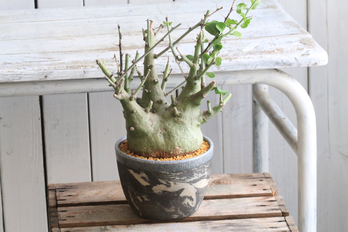 大株 アデニア スピノーサ 現地株 アデニア スピノーサ 現地球