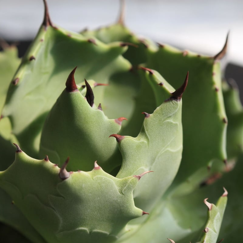 アガベ イスツメンシス 雷帝（旧） | hanayoshi-botanical