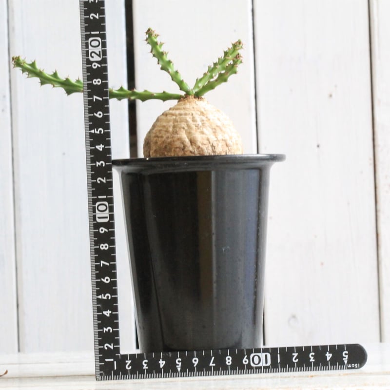 ユーフォルビア デシドゥア | hanayoshi-botanical