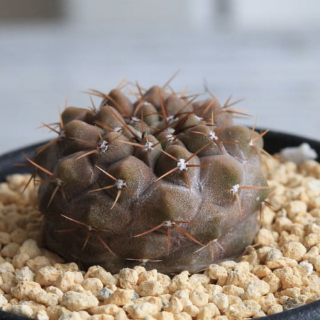 コピアポア　シネレア　コルムナアルバ　弧竜丸（実生）