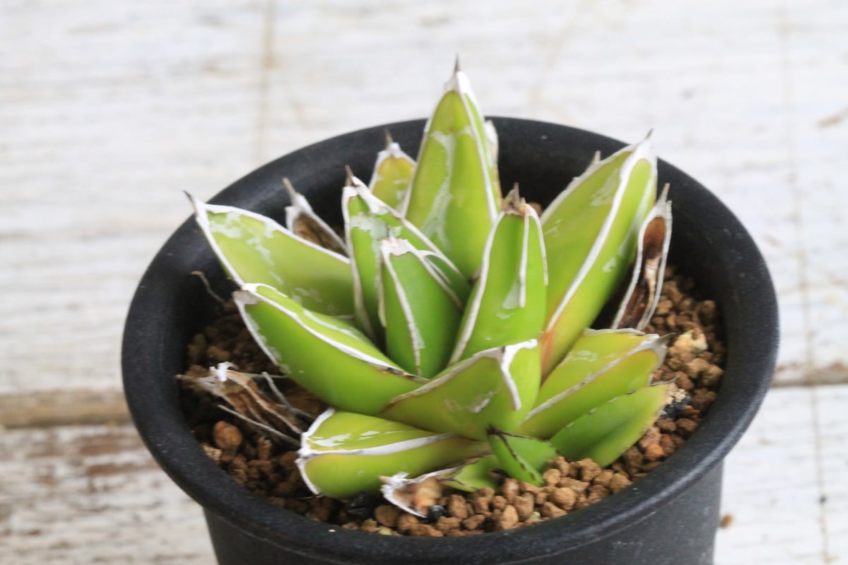 アガベ 特選笹の雪 薄雲 | hanayoshi-botanical