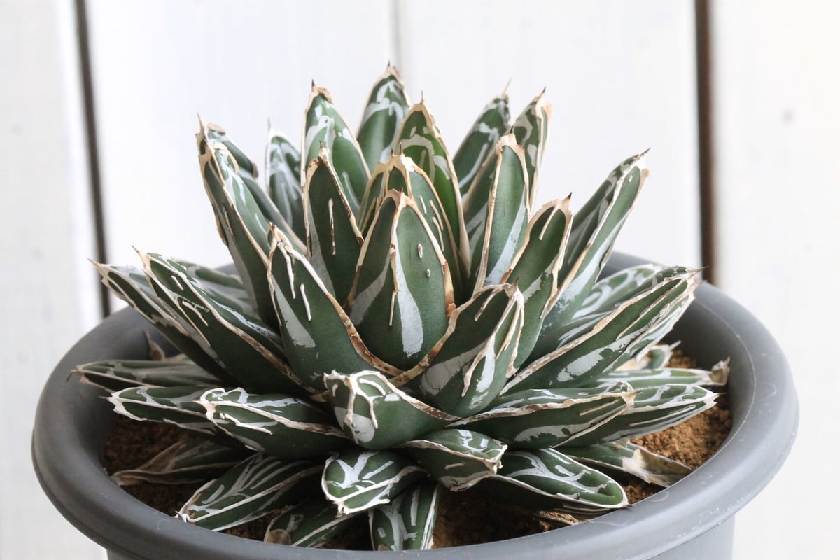 アガベ 爪白姫笹の雪 | hanayoshi-botanical